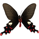 Common Windmill - Atrophaneura polyeuctes icon